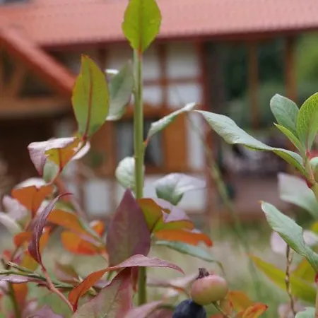 度假居 Sielanka Z Sauna Na Kaszubach
