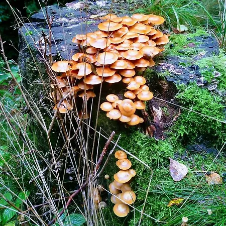 Sielanka Z Sauna Na Kaszubach * Barkocin